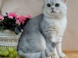 Продажа элитных британских котят в Чехии / Москва